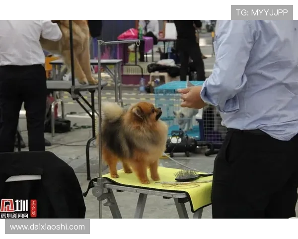 万狗体育在疫情后如何推动宠物运动行业的复苏 万狗体育在疫情后如何推动宠物运动行业的复苏